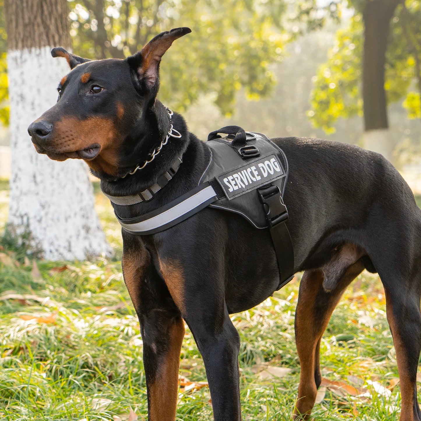 Harnais Réglable pour Chien — Anti-Traction, Réfléchissant & Poignée de Contrôle 🦮
