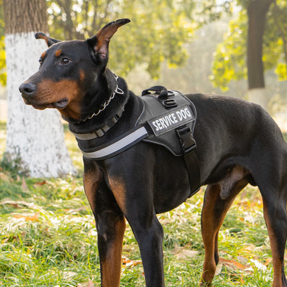 Harnais Réglable pour Chien — Anti-Traction, Réfléchissant & Poignée de Contrôle 🦮