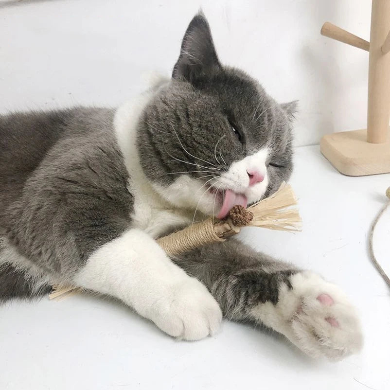 Bâtonnets Dentaires en Bois Naturel Polygonum pour Chat (Lot)