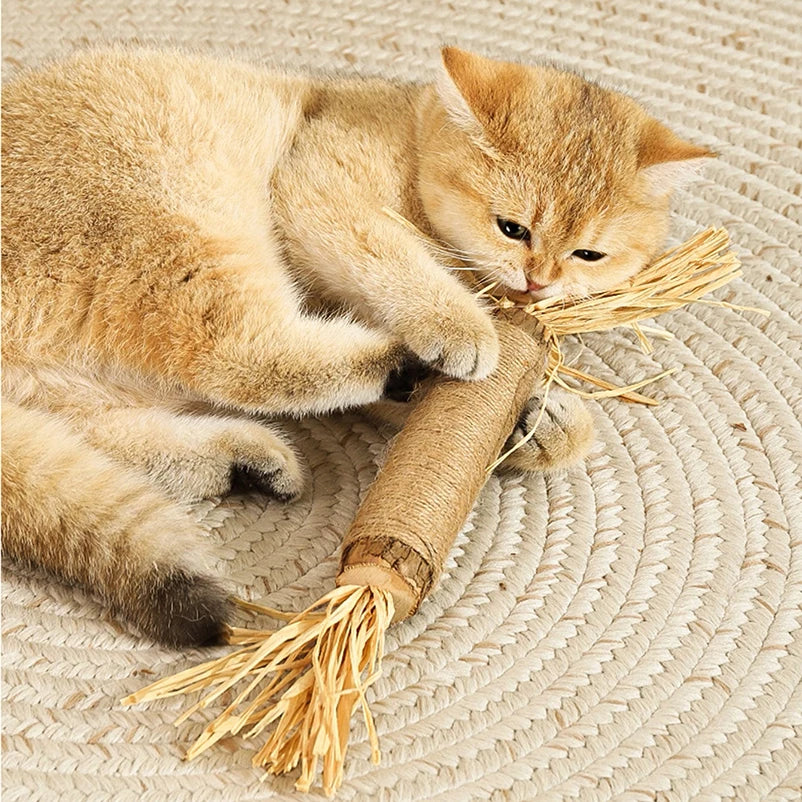 Bâtonnets Dentaires en Bois Naturel Polygonum pour Chat (Lot)
