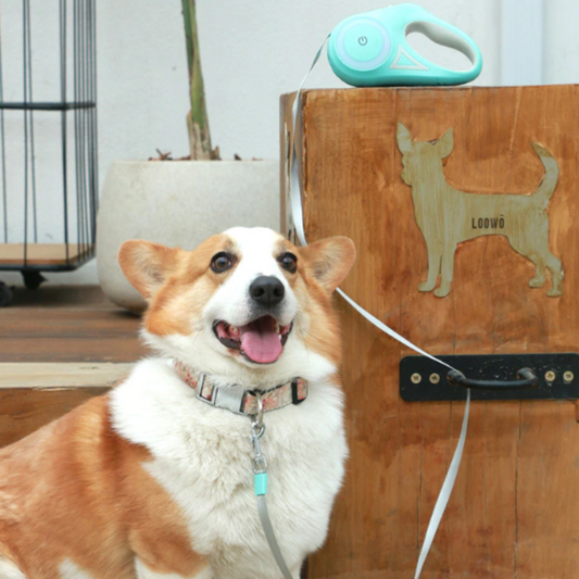 Laisse Rétractable Lumineuse pour Chien
