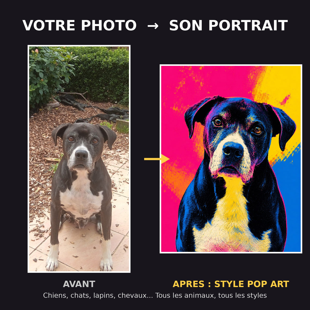 Avant apres portrait de chien pop art colore - transformation photo en portrait d'art